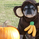 Image for article titled Our worst Halloween-costume failures